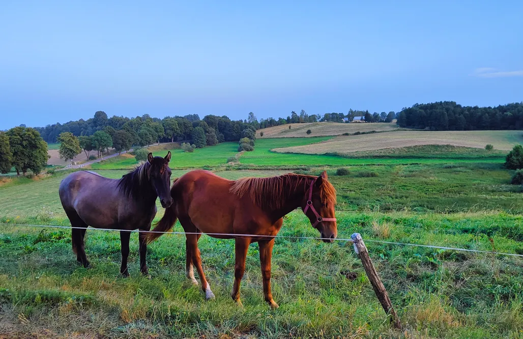 Alloggi AlohaCamp Masuria Resort Village 1