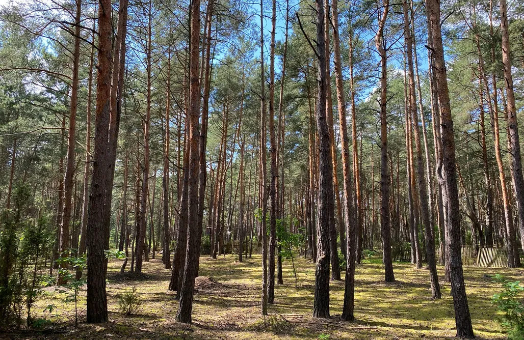 AlohaCamp Otulina Gulczewo 1