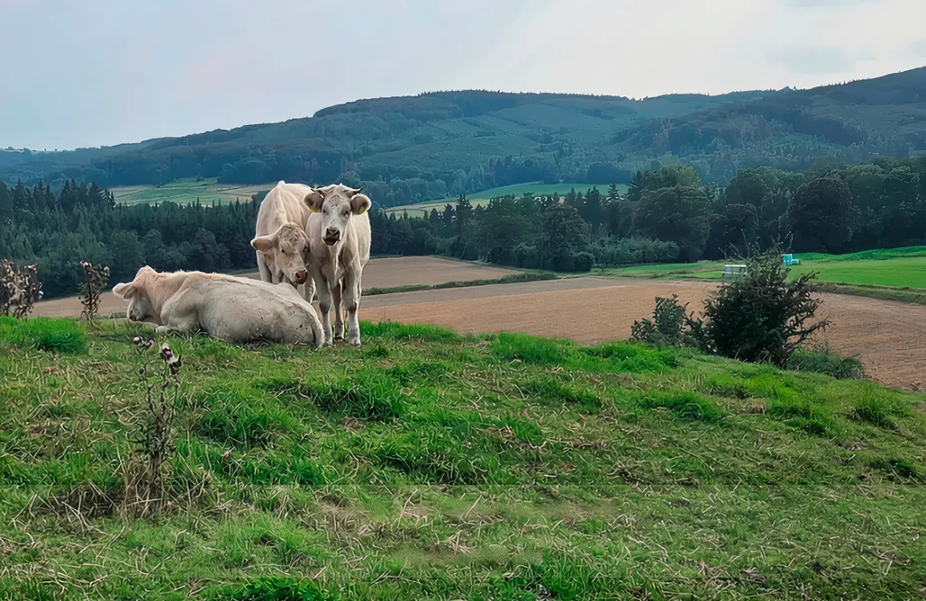 Glamping NRW Tobi`s Eifelhaus 1