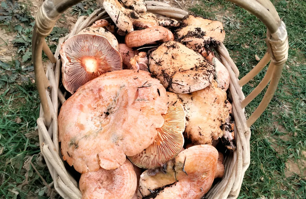 AlohaCamp accommodation Casa Valle del Hontanar 1