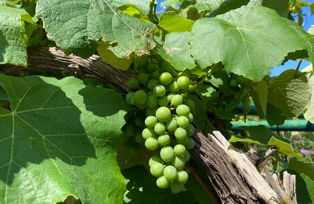 AlohaCamp accommodation Villa Theresa Kroatien, Kvarner Bucht 1