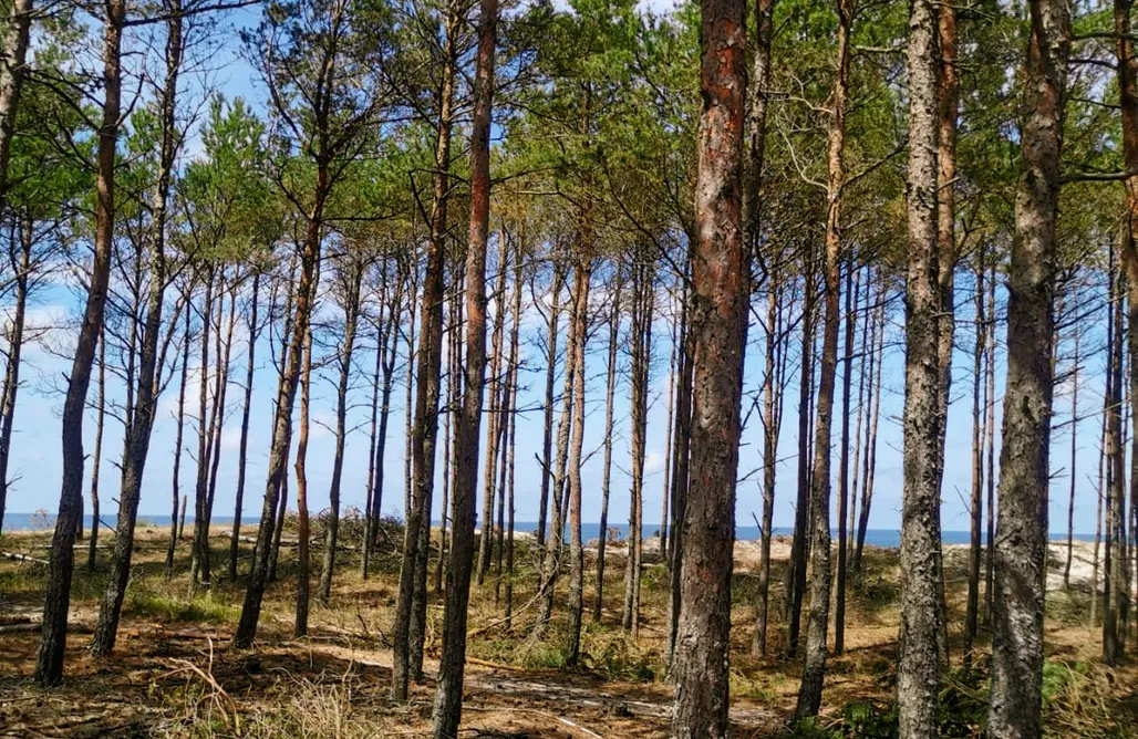 AlohaCamp Domek Mglisty Poranek 1