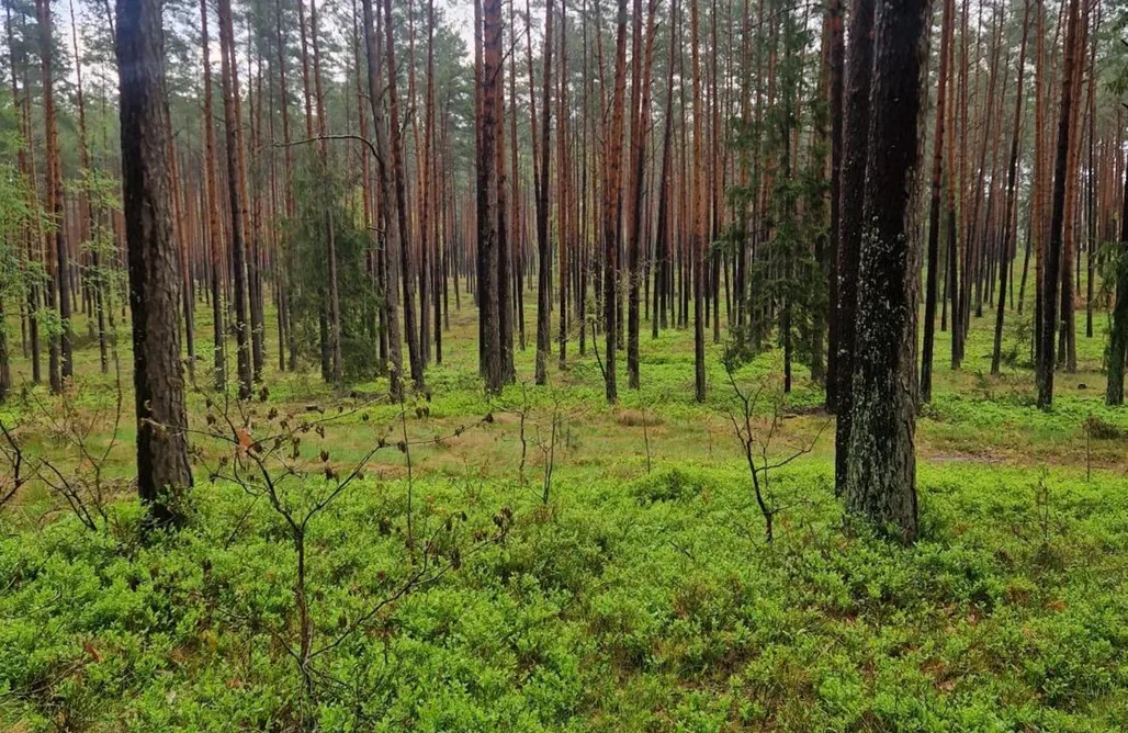 Agroturystyka Kujawsko-Pomorskie Ranczo Kuflandia Średnia Huta 1