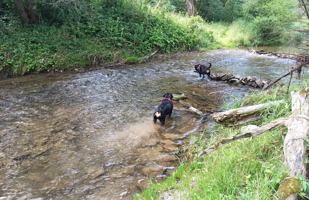 AlohaCamp accommodation Dolina Rosy 1