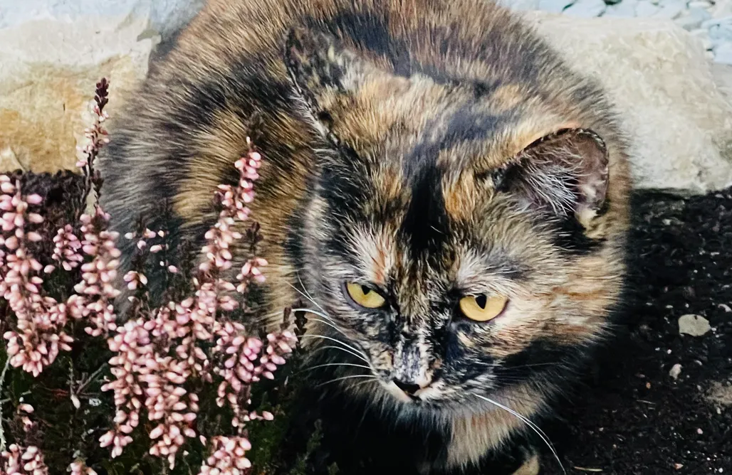 noclegi AlohaCamp Zahoczewska Gawra - dom w Bieszczadach 1