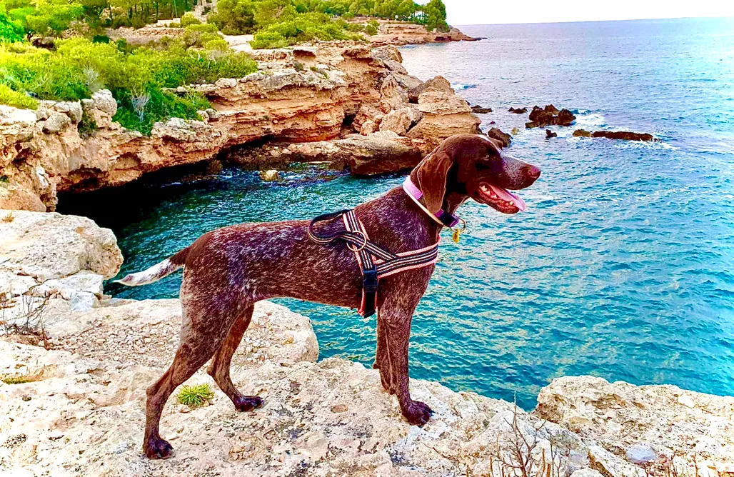 noclegi AlohaCamp Can Wancho  1