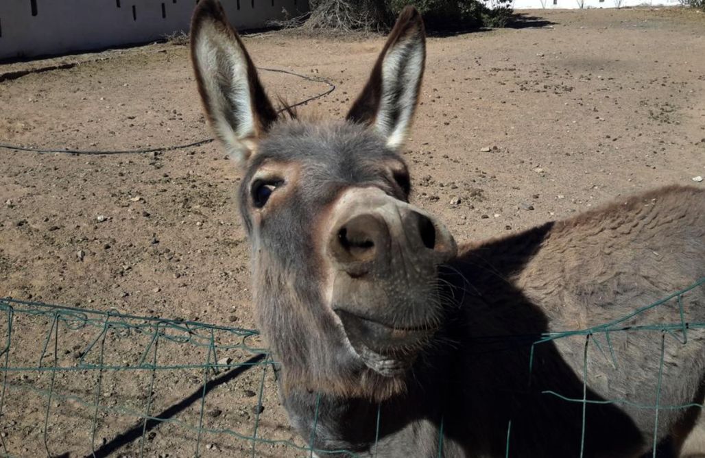 AlohaCamp accommodation Ventana a la montaña - minicasa en Puerto de Rosario 1