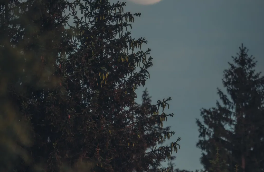 Taszów Domki Dziewięćsił - Blisko ziemi 3