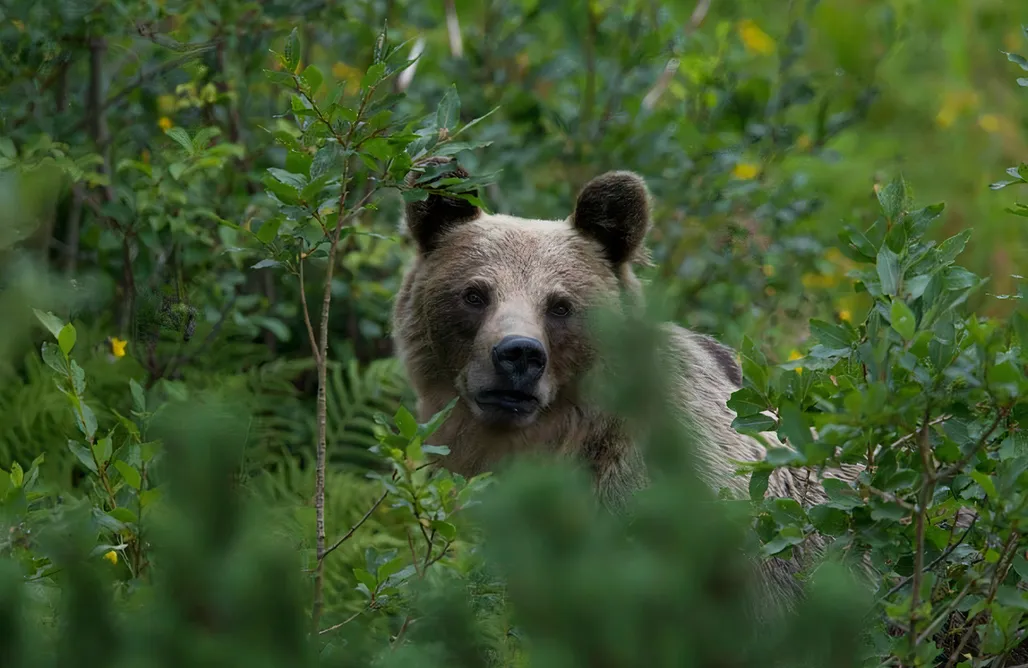 AlohaCamp accommodation Leśniczówka u Zięby 1