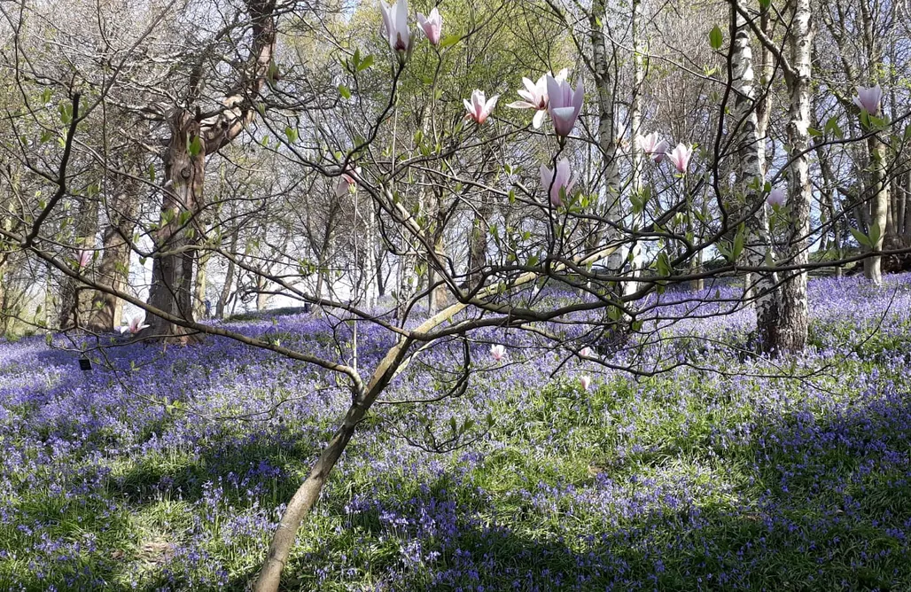 AlohaCamp Room 1 - King with four poster bed 1