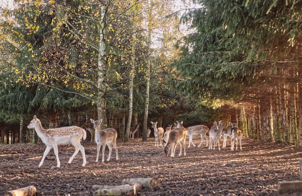 Drawno noclegi Przystań nad zatoką - Osada  1