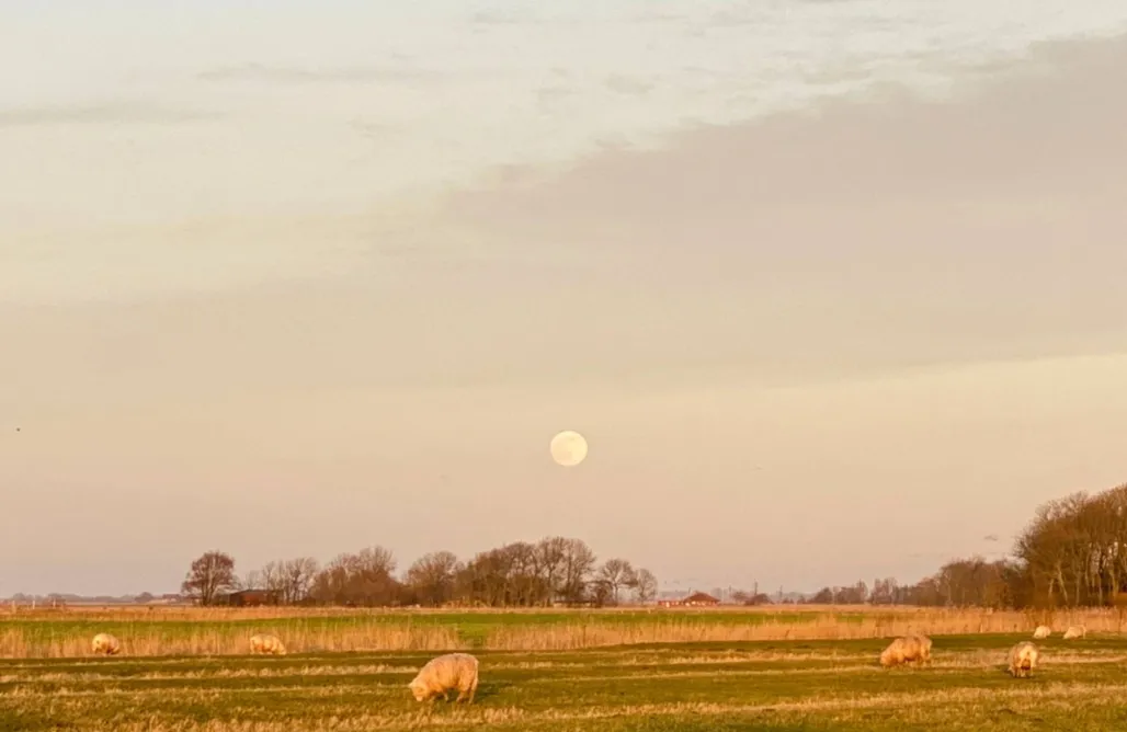Unterkunft AlohaCamp Hygge Cottage am Meer 5