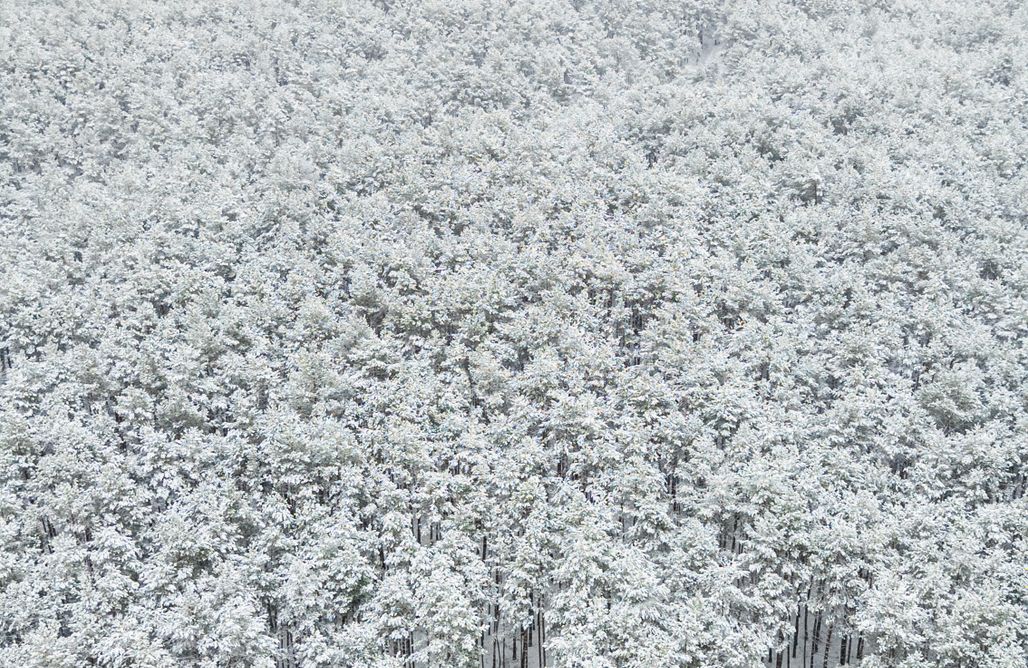 Osiedle Wilga noclegi Domek Leśny Poranek 1