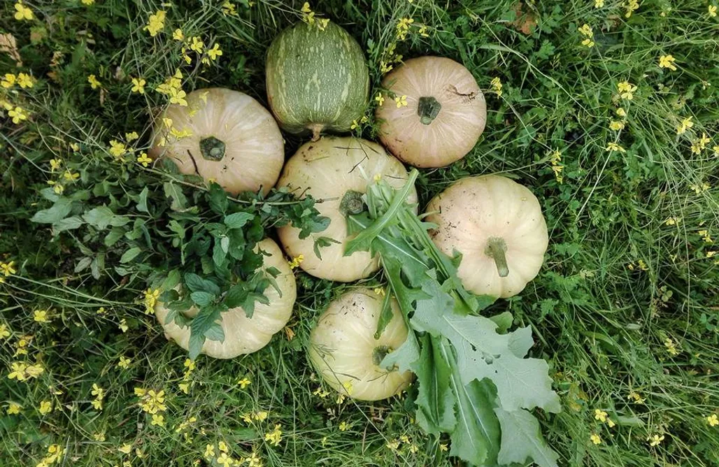 alojamientos AlohaCamp RAÍCES NÓMADAS - Casa Florida, Yurta, Tipi, Casa de Pastores 1