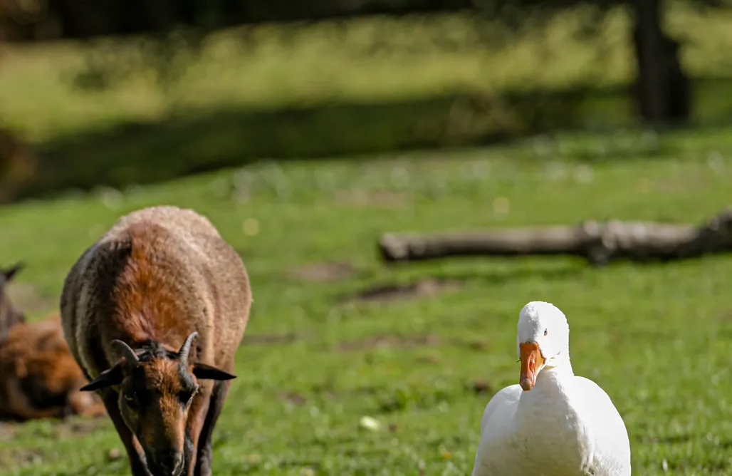 AlohaCamp Czatownia nr 1 z sauną 1