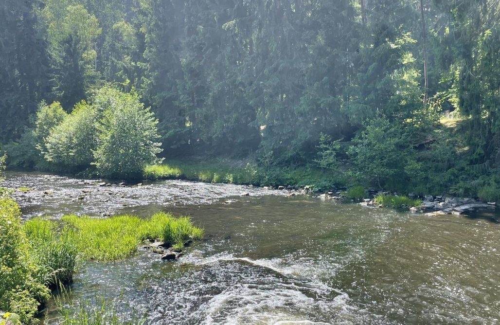 Quiet Anomaly Glamping Forest & Wellness Retreat Adults Only AlohaCamp