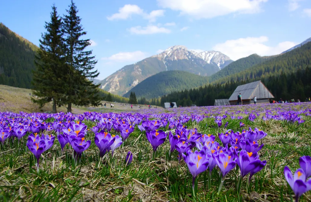 AlohaCamp Pokój nr 7 1