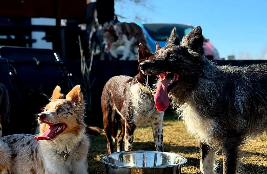 AlohaCamp Domek w Słonecznikach, JACUZZI, GÓRY, WAKACJE, QUADY 1