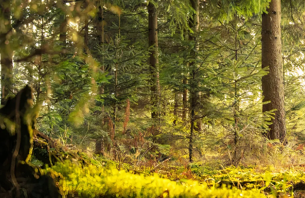 noclegi AlohaCamp OurHahn - Luxus Charlet 5