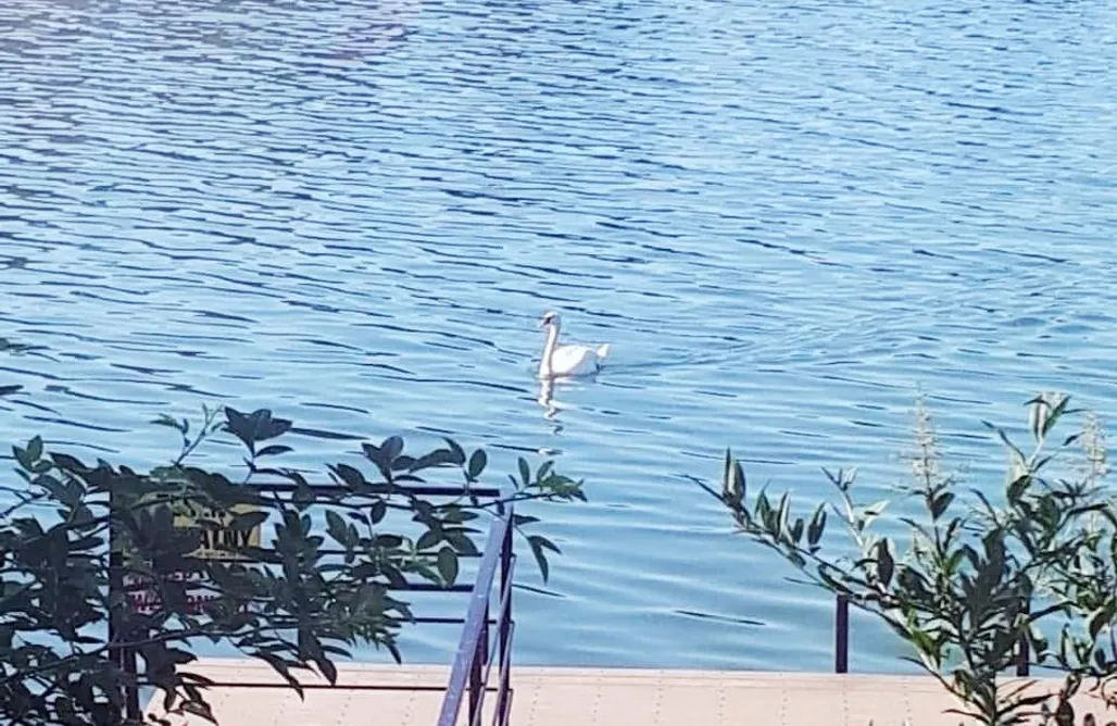 AlohaCamp Zielony domek 1