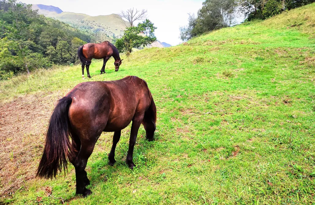 AlohaCamp Casa Doro 1