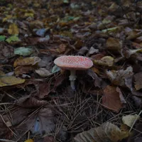 Aleksandra  użytkownik