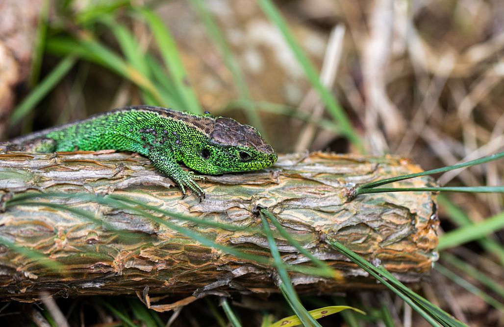 AlohaCamp Sarnówka 1