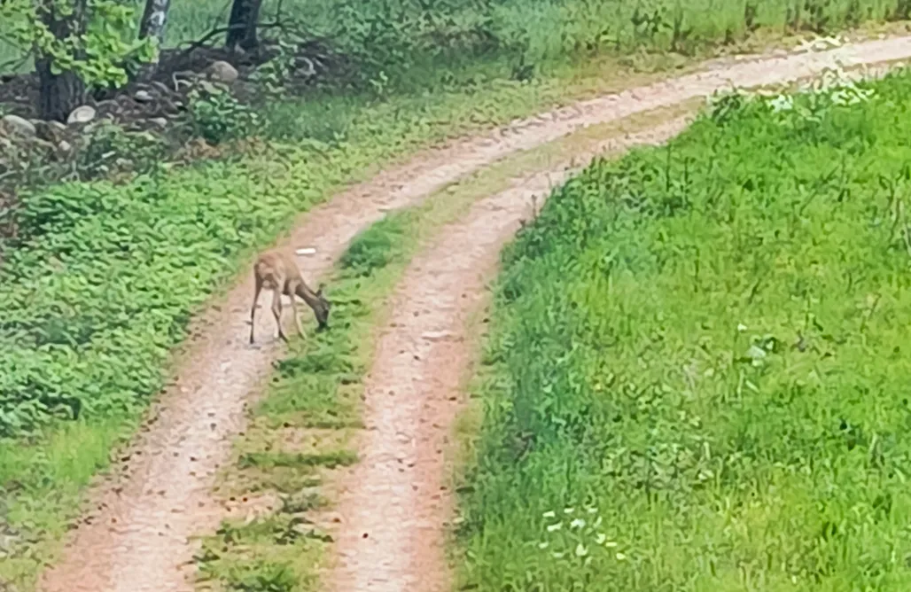 noclegi AlohaCamp Miejsce namiotowe i kamperowe - Magic forest camp 5