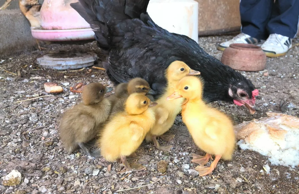 Alojamiento en Hinojares Cortijos Helao: Cortijo Palomar 1