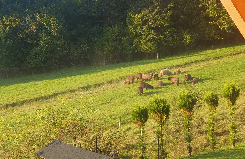 noclegi AlohaCamp Borowikowe Zacisze 1