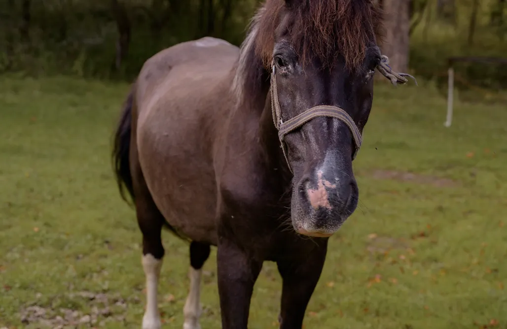 Hébergement AlohaCamp Yourte des Bieszczady sur le pâturage des chevaux 1