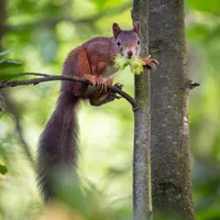 Całoroczny domek W sosnowym lesie host Całoroczny domek w sosnowym lesie