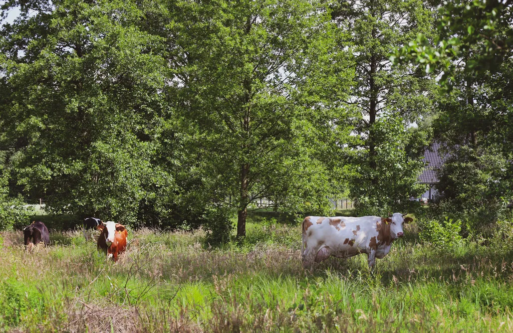 AlohaCamp Oaza Święty Spokój 1