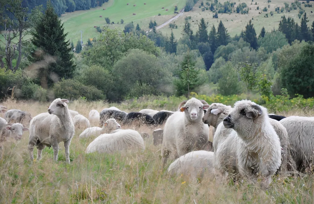 alojamientos AlohaCamp Jaśminowe Wzgórze 5