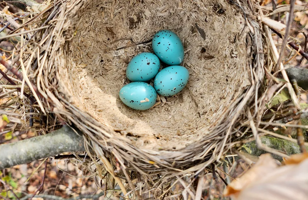 AlohaCamp Chata czerwona 1