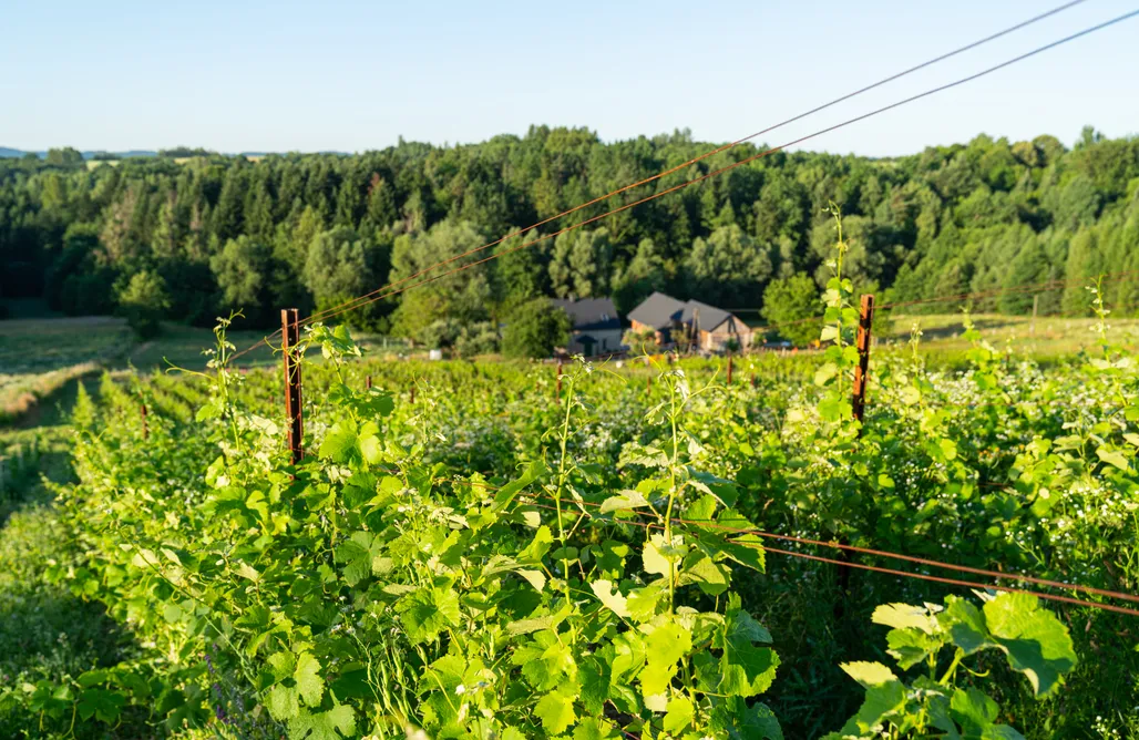 Agroturystyka Kielce Winnica Kosmos 2