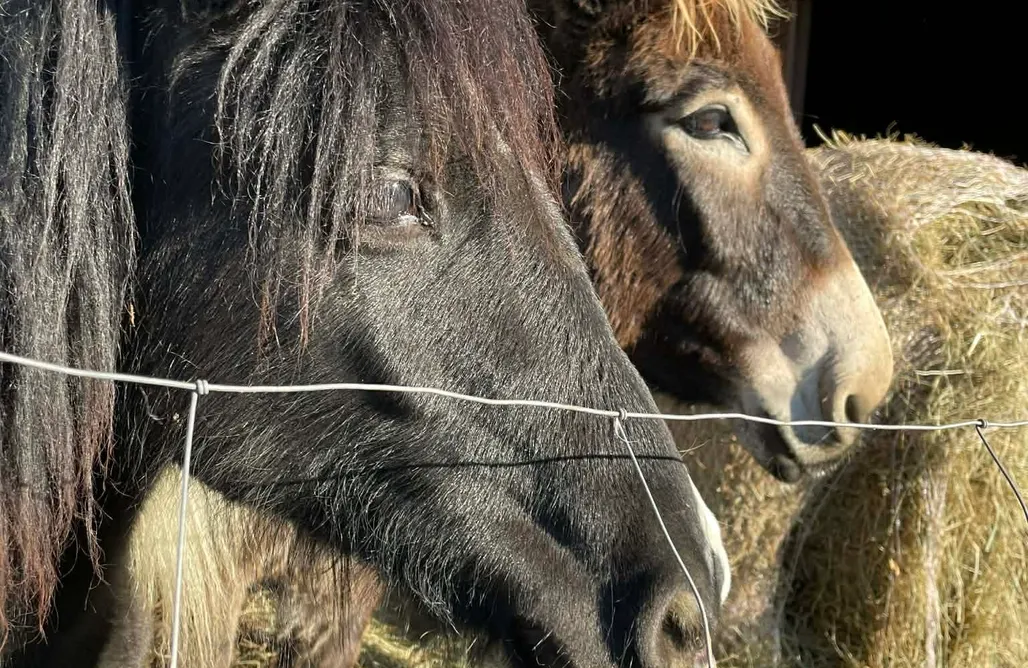 noclegi AlohaCamp Dolina Jamcito 1