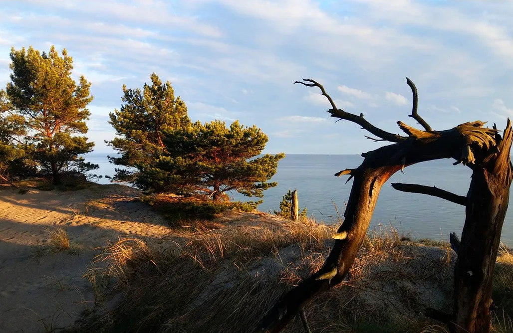 AlohaCamp Miejsce na camper 1