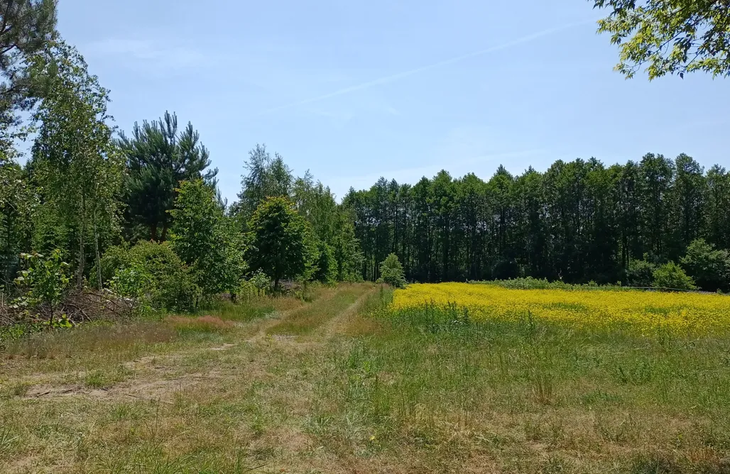 Pole Namiotowe Zakopane Miejsce kamperowe - Klonowa Przystań  1