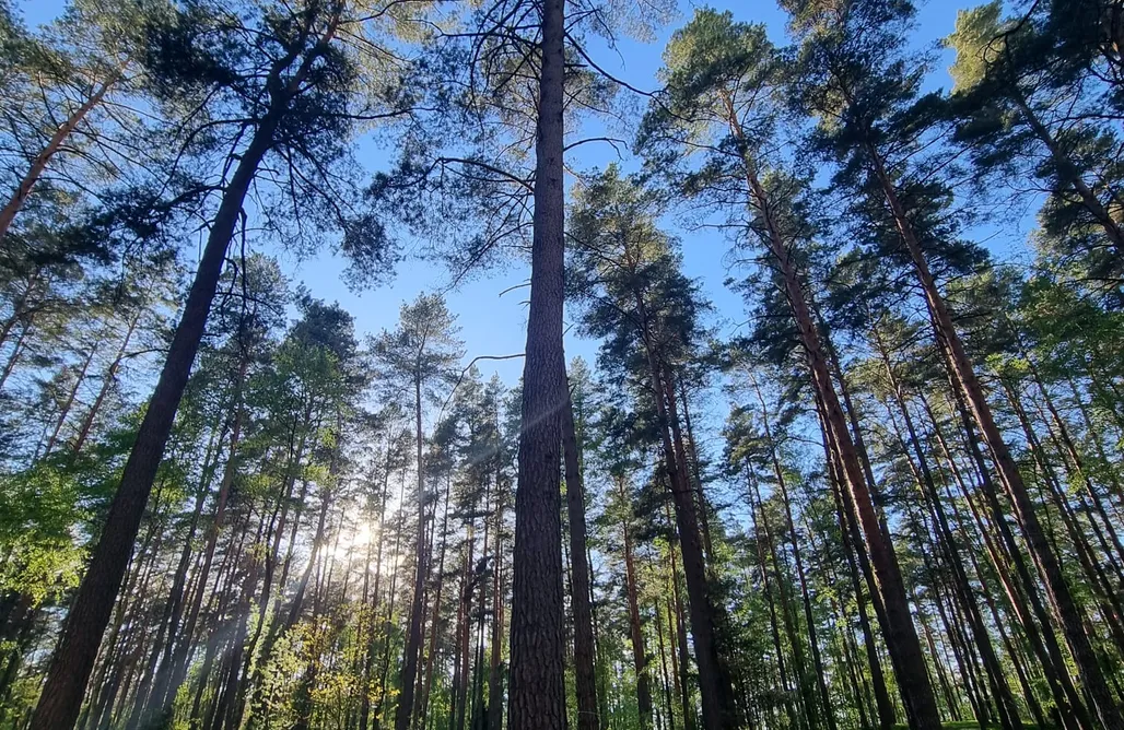 Świerkocin Domki ⛺🌿Kaluna Glamp Forest - biwakowy glamping nad jeziorem w lesie 1