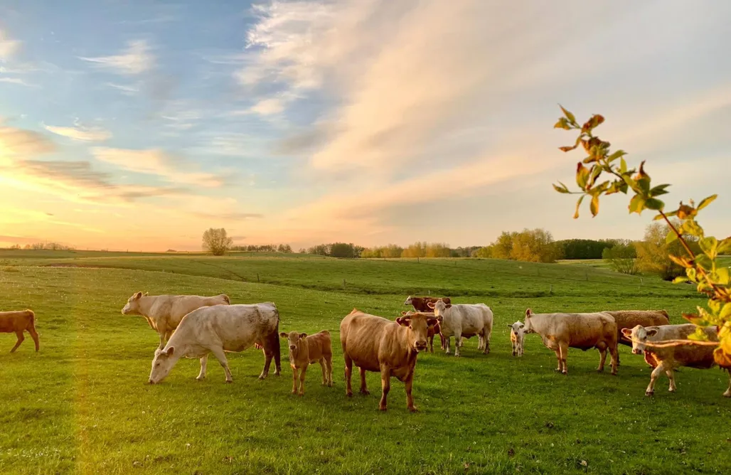 Ferienhaus mit Sauna Ferienhaus Willibald 3