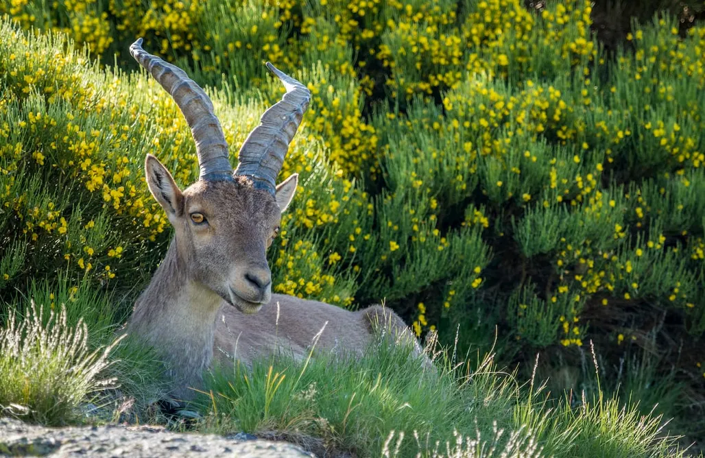 AlohaCamp accommodation Burbuja Premium con piscina - El Toril Glamping Experience 1