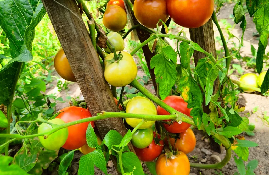 ubytovanie AlohaCamp Galeria 1