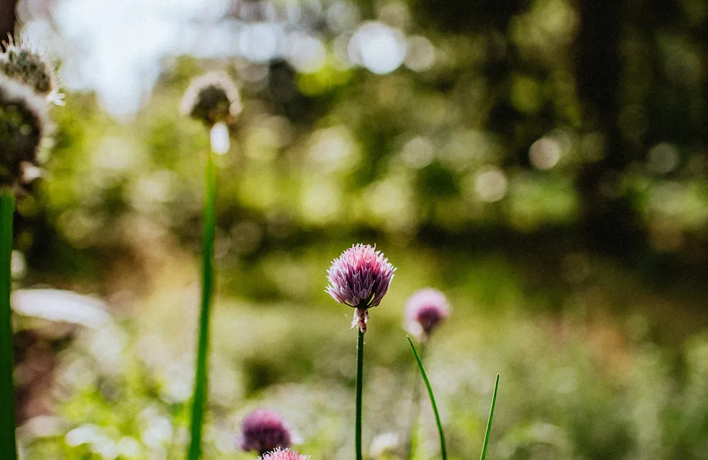 Stare Polaszki noclegi Domek Kartowo 1
