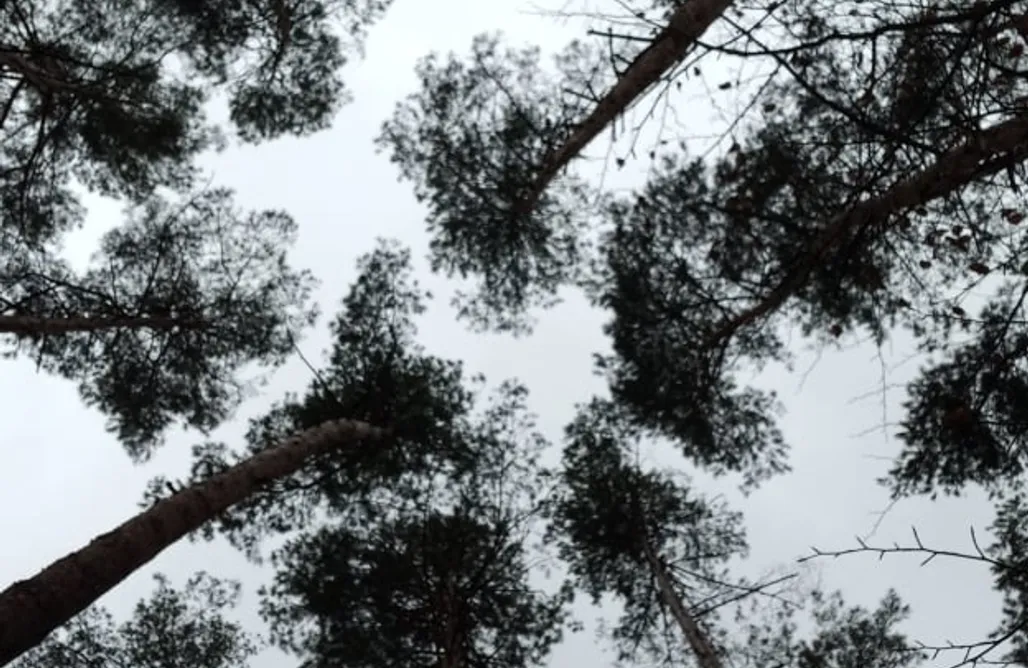 noclegi AlohaCamp FoRest Inn Roztocze 1