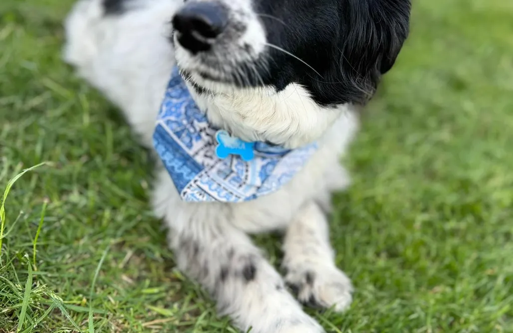 AlohaCamp Domek Cud Miód Wisła 1