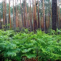Cosme Antonio propietario La Galiana Loft Nature