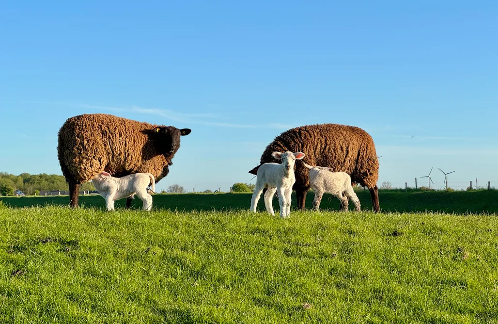 AlohaCamp accommodation Lüttje Huus 4