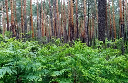 Imagen de El Nido de Mirlo