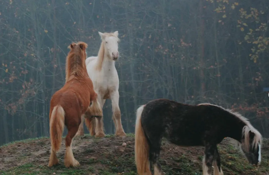 AlohaCamp accommodation Rozpusta SPA 1